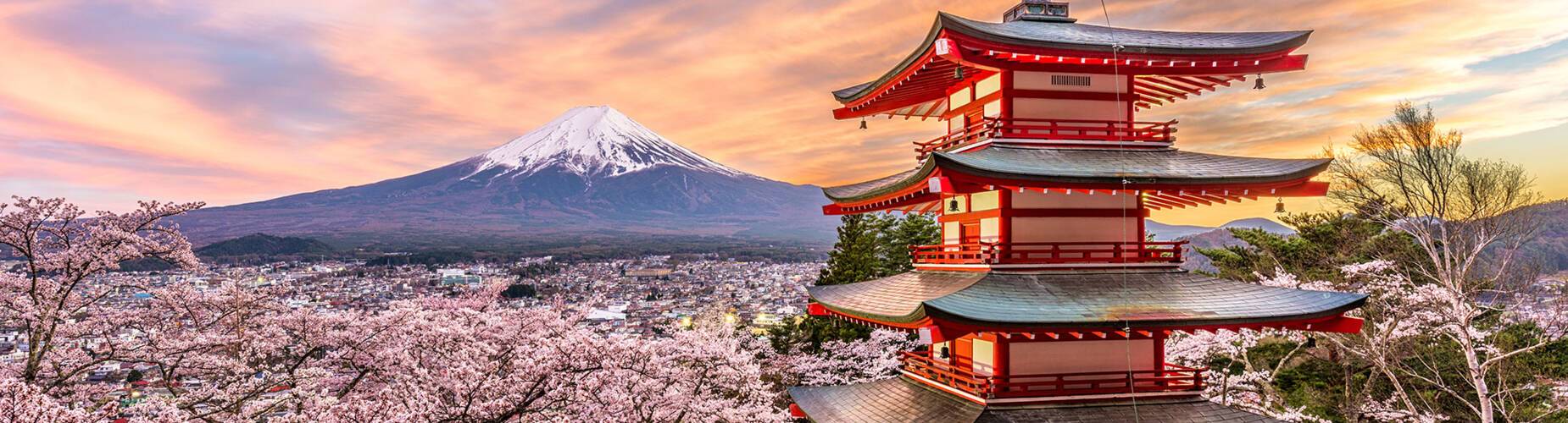Cherry Blossom in Japan