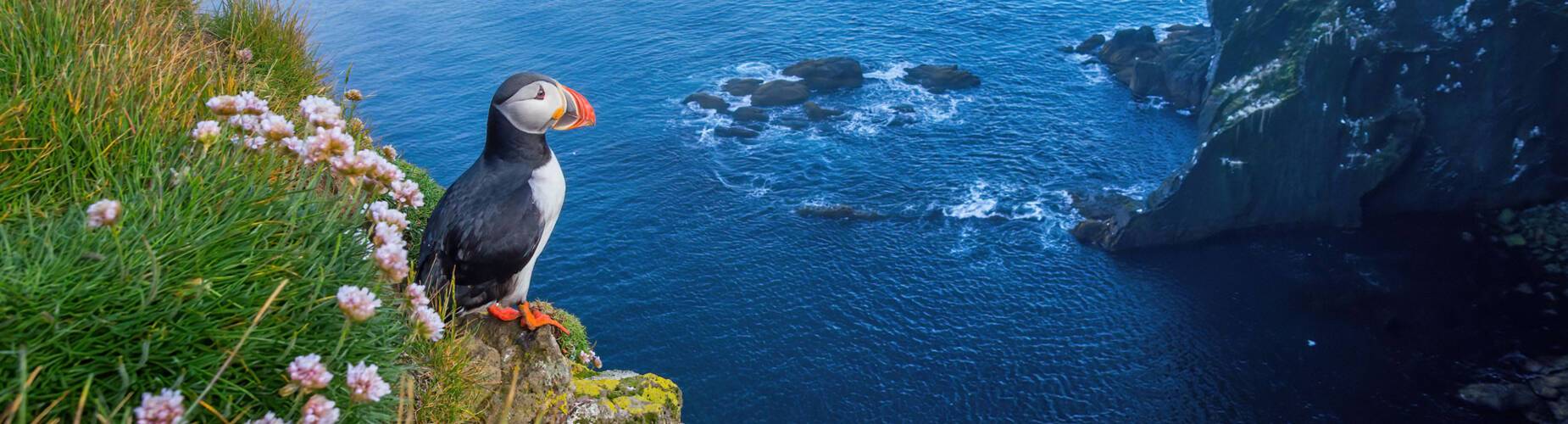 Puffins