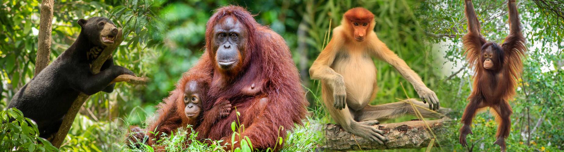 Borneo