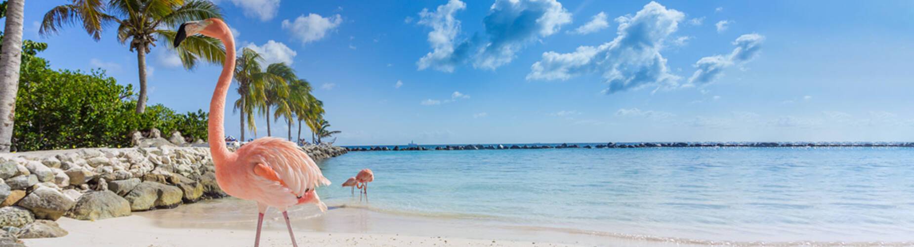Aruba Flamingo