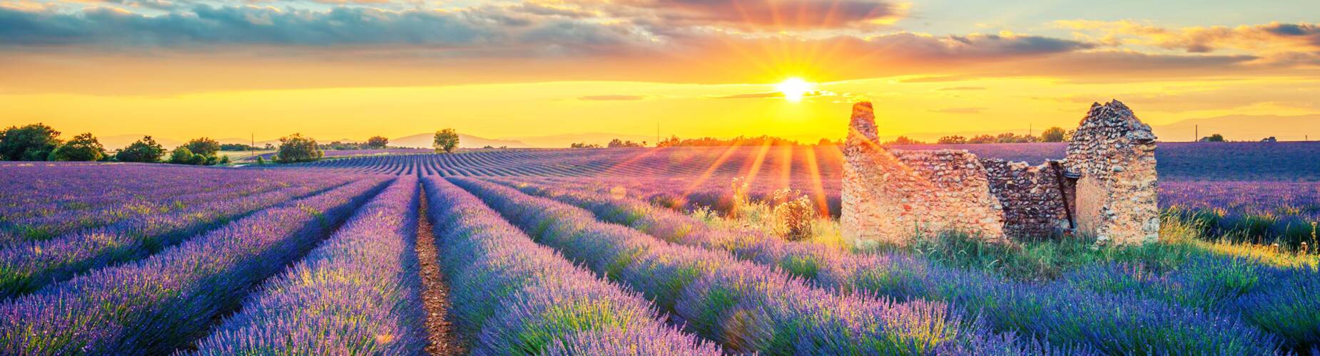 Lavender, Provence