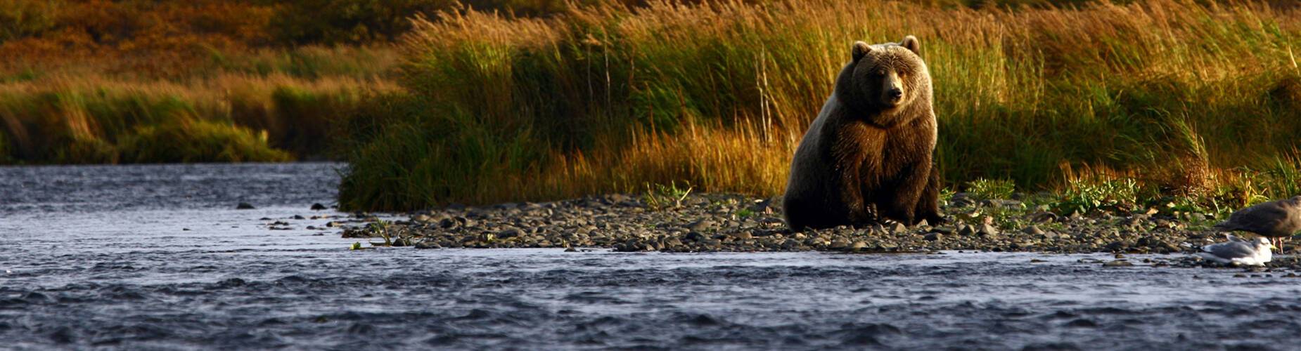 A brown bear trying to catch salmon in Kodiak