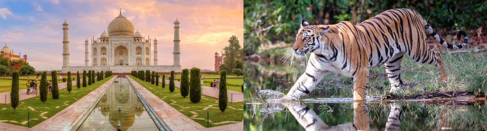 Taj Mahal & Tiger