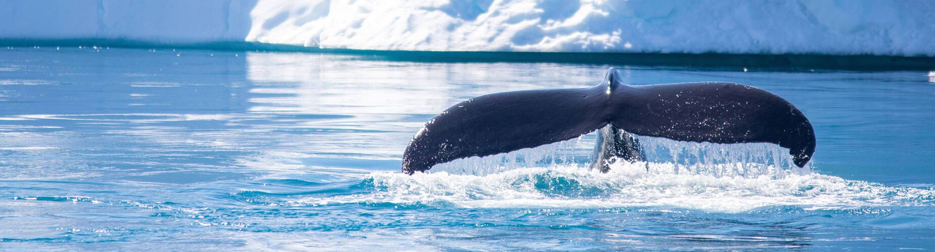 A whale breaching in Maniitsoq