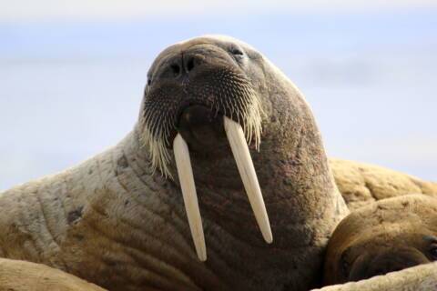 Beechey Island and Prince Leopold Island