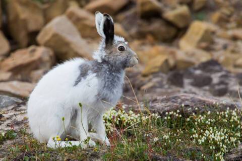 Digges Island, Nunavut