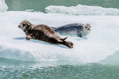 Cruises to Alaska