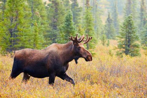 Denali Park