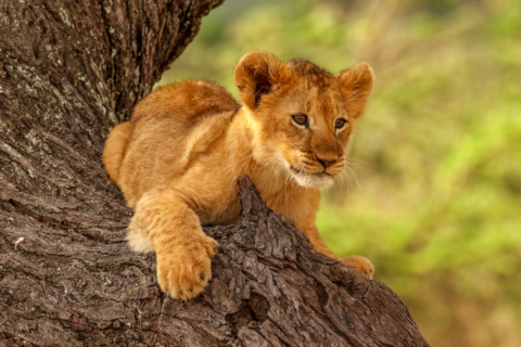 Africa