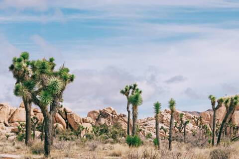 Mojave
