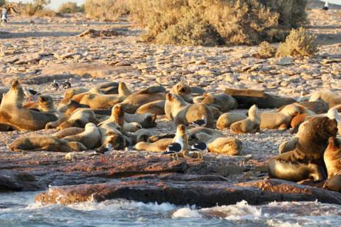 Bahia Bustamante, Argentina