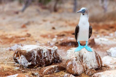 North Seymour Island, Ecuador