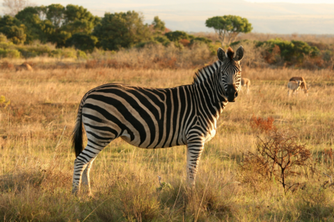 Kariega Game Reserve