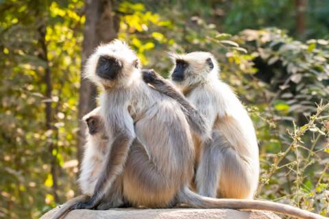 Ranthambore National Park