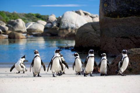 Boulders Beach, South Africa