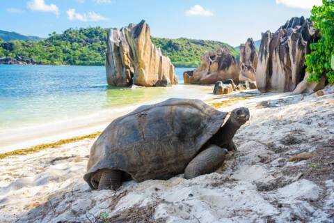 Aldabra, Seyshelles