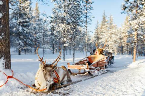 Reindeers