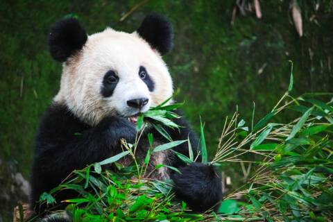 Giant Pandas