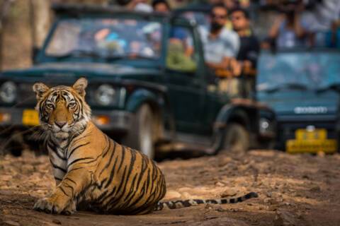 Ranthambore National Park, India