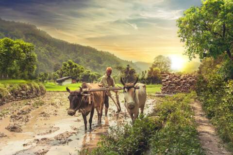 Haryana