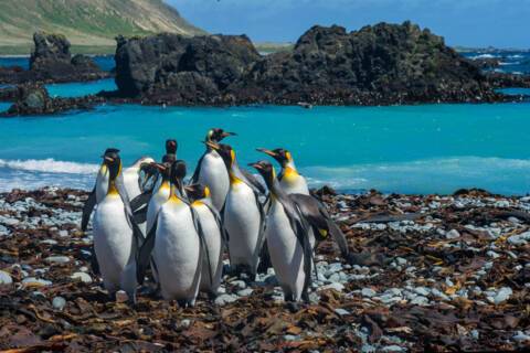 Macquarie Island