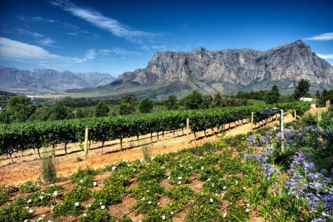 Vineyard