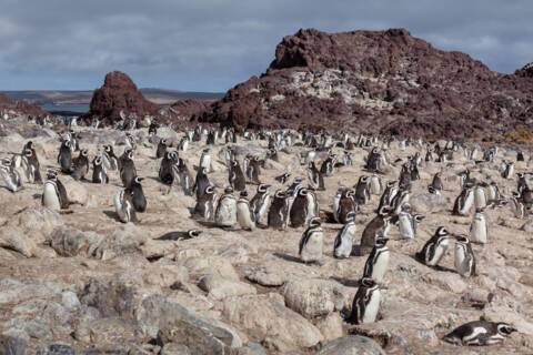 Isla Pinguino