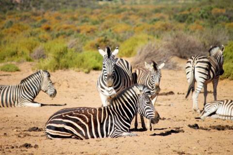 Aquila game reserve