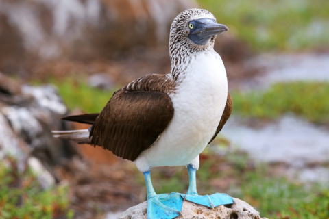 Blue Footed Boobie