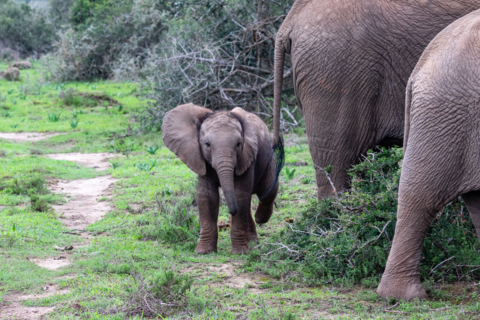 Kariega Game Reserve