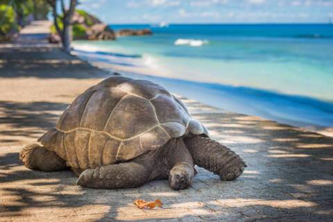 Cruises to the Seychelles