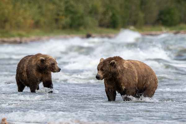 Alaska Bears