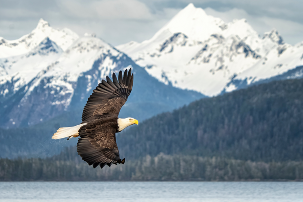 Alaska Eagle