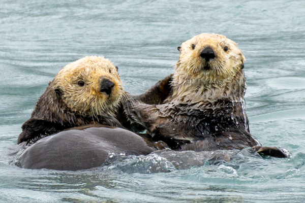 Alaska Otters