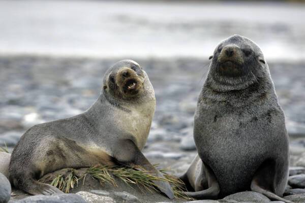 Seals