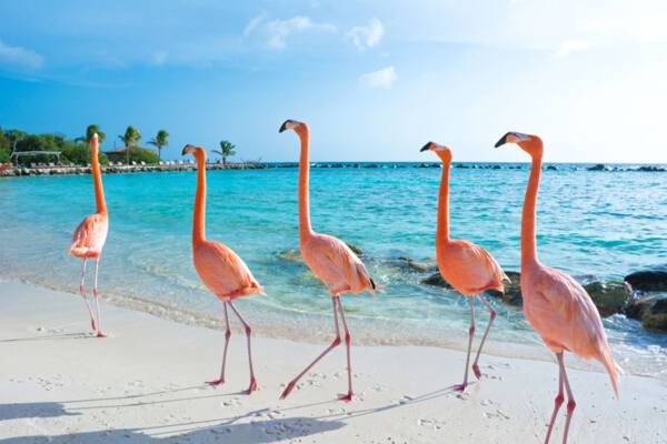 Aruba
