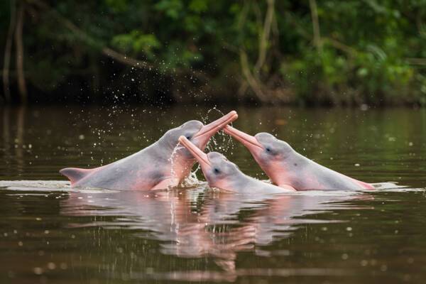 Pink Dolphins