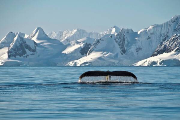 Antarctica whale