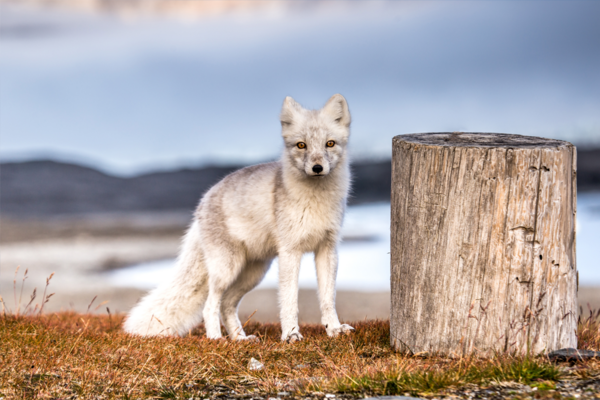 Arctic Fox