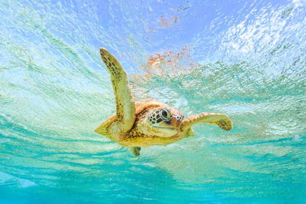 Barrier Reef