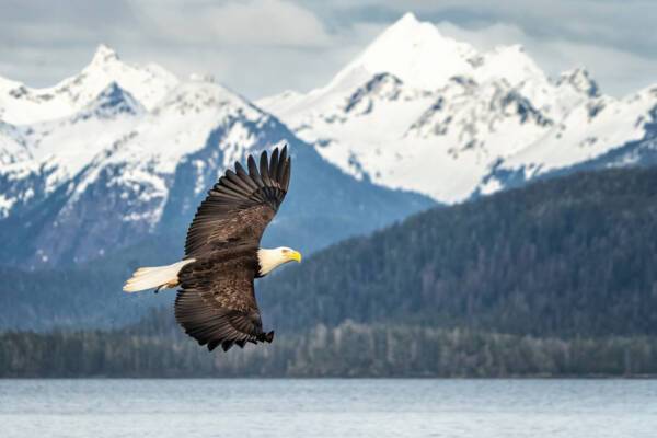 Bald Eagle Alaska