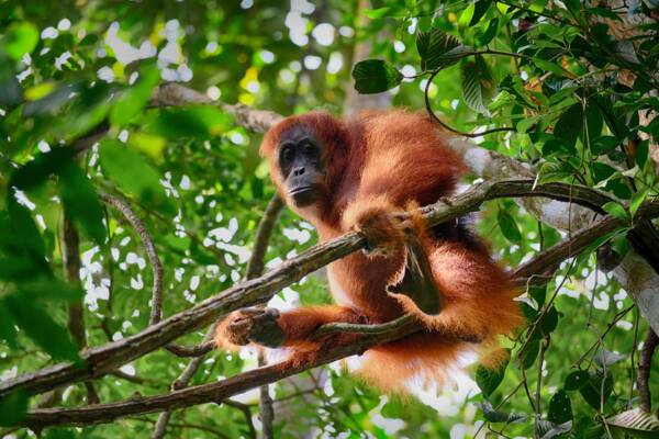 Sandakan, Borneo