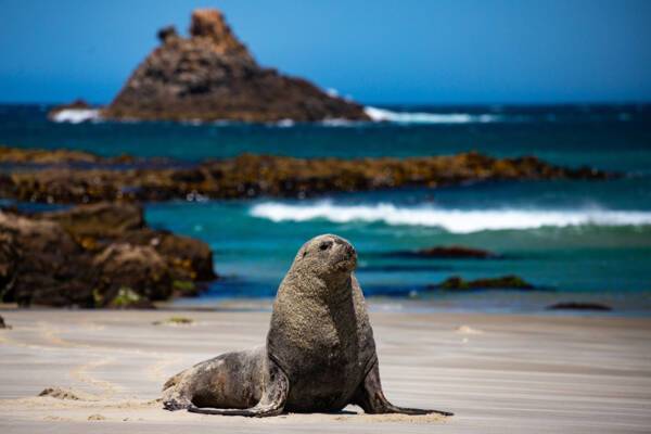 Dunedin New Zealand