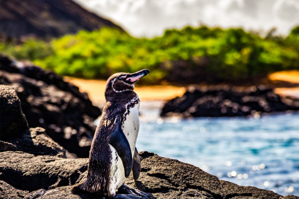 Galapagos Penguin