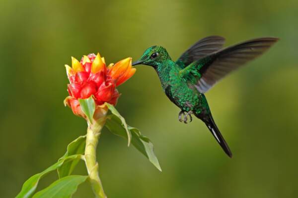 Hummingbird