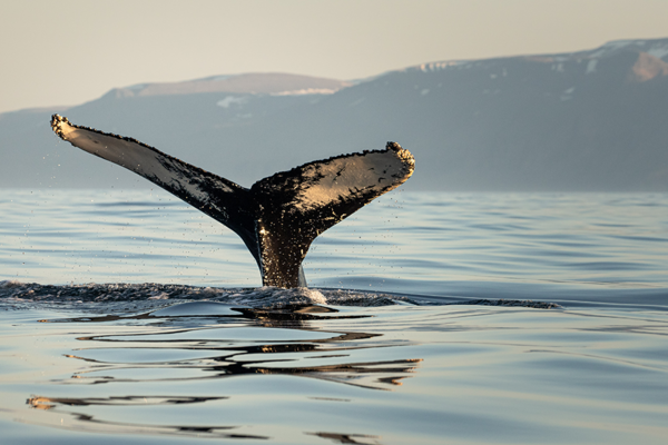 Humpback Whale