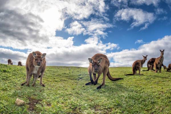Kangaroo Island