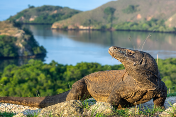 Komodo Island