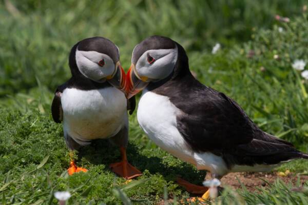 Puffins