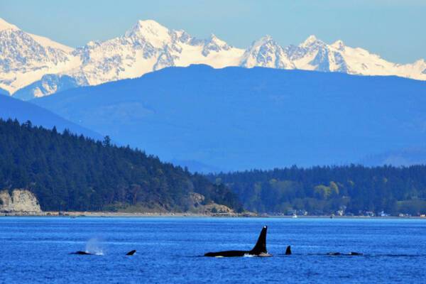 Puget Sound